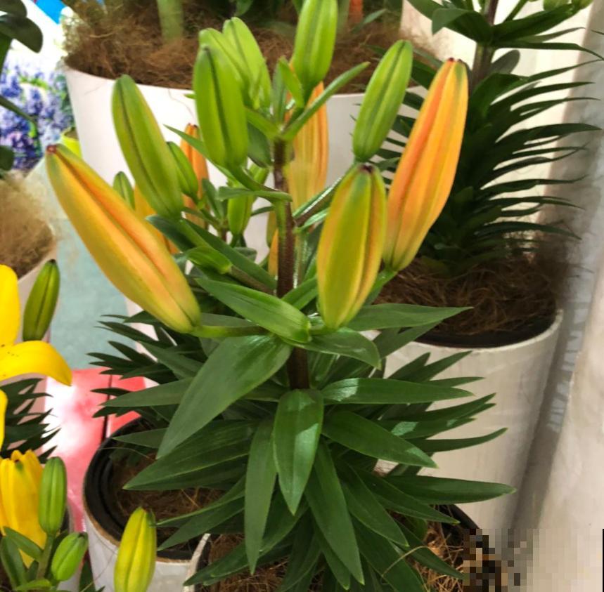 “百合”和“百合”不能混，搞错就麻烦了，品种要分清！