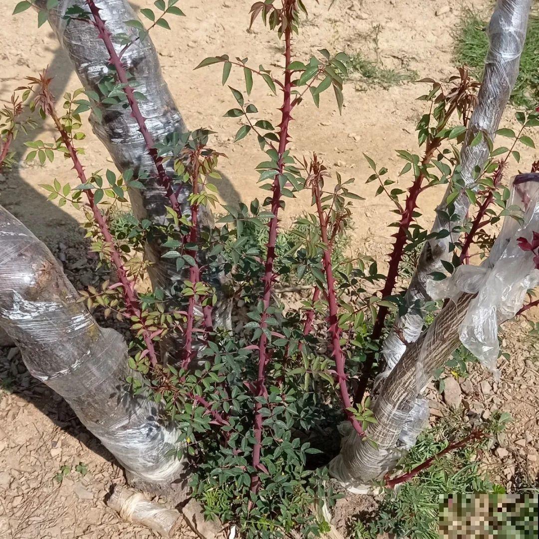 春天花要苏醒了，快施肥，新芽狂窜不断