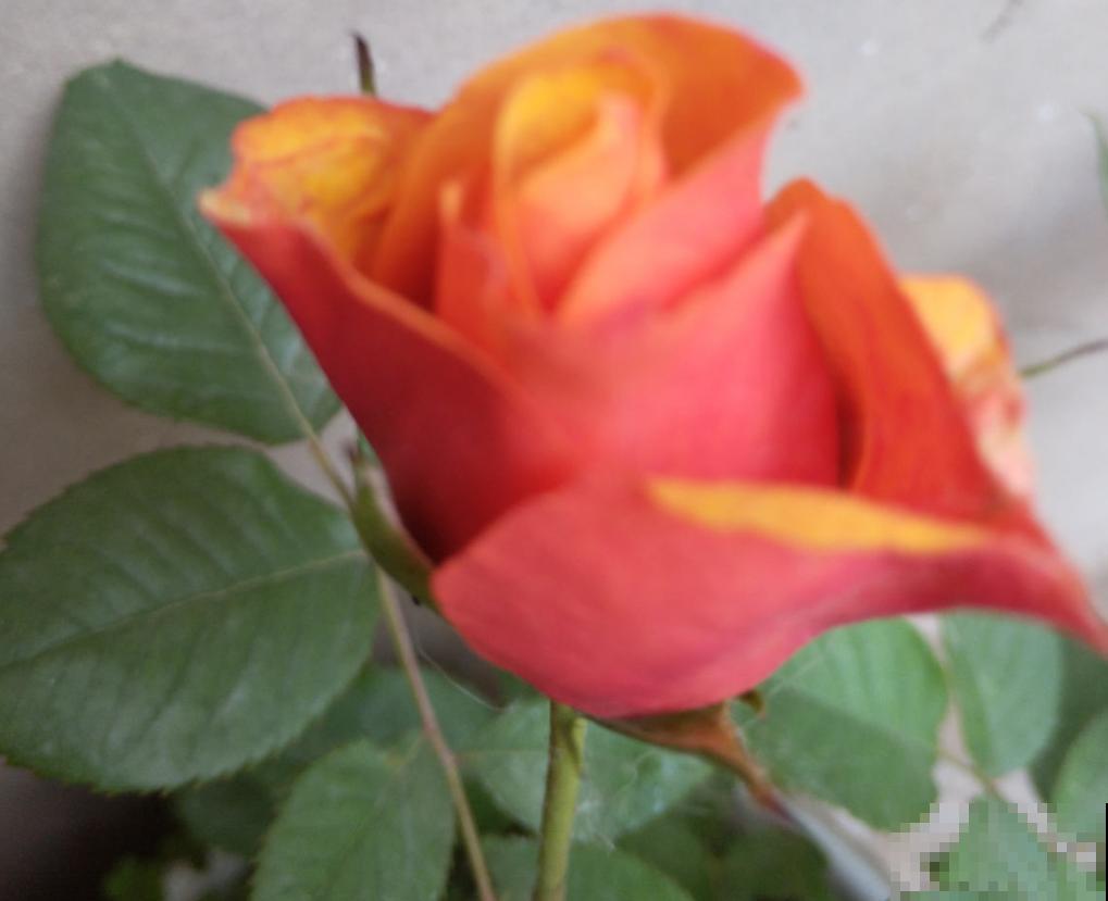 这种花美得很独特,家里种一盆,亲戚抢着要! 这种花美得很独特,家里种一盆,亲戚抢着要!