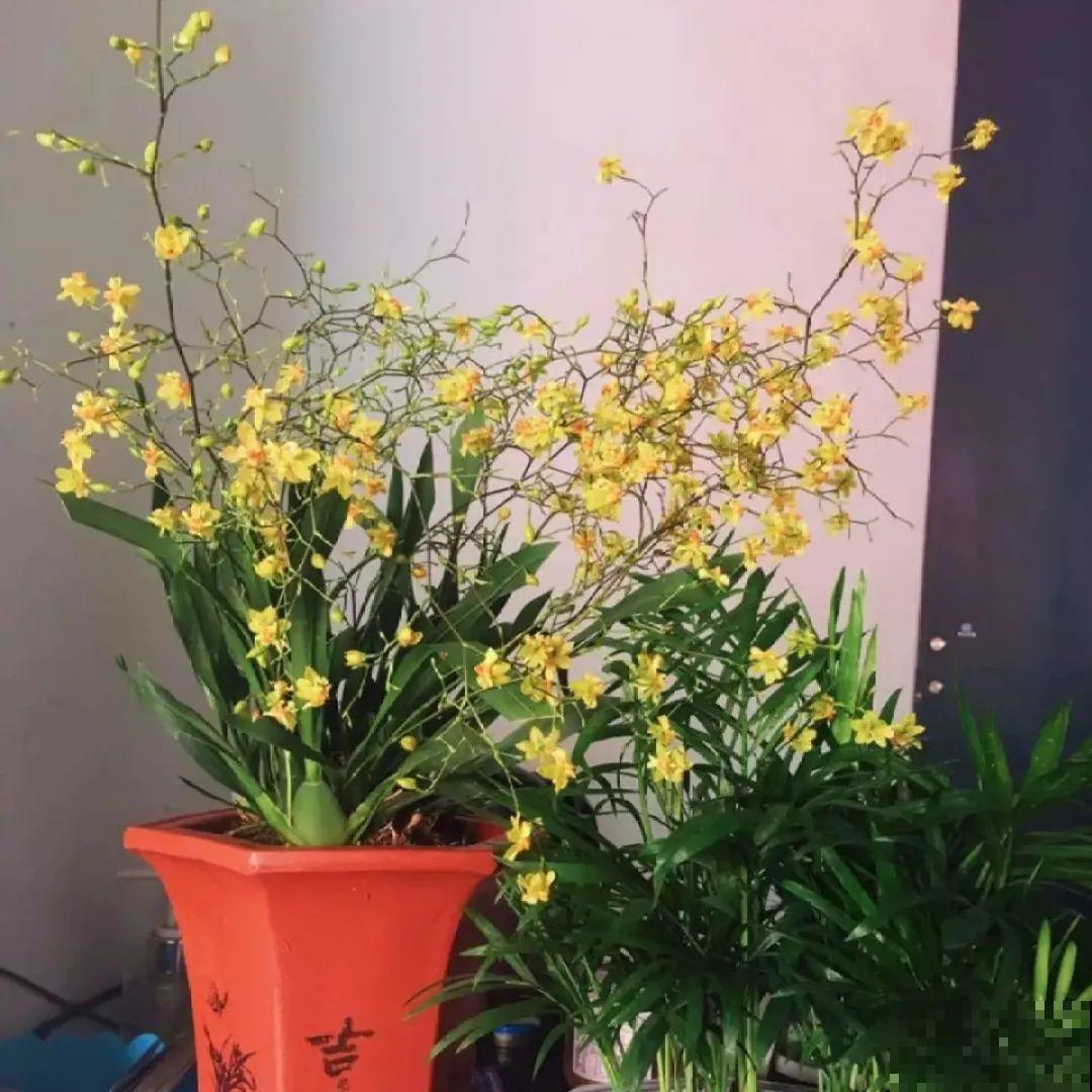 比绿萝好看的8种花，养护起来特简单，颜色还鲜艳