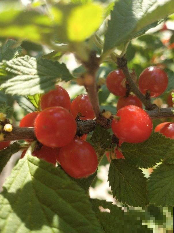 家里有院子，春天种这4种树，赏花赏果两不误