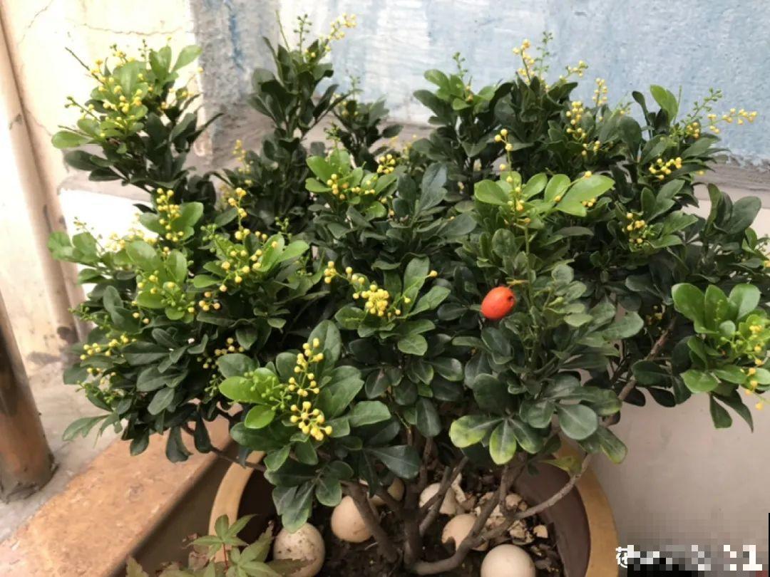 米兰要慎养，掉叶子第一名，光杆很难救活！