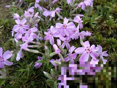 植物界的4大“老寿星”，寓意健康长寿，养的越久越值钱！