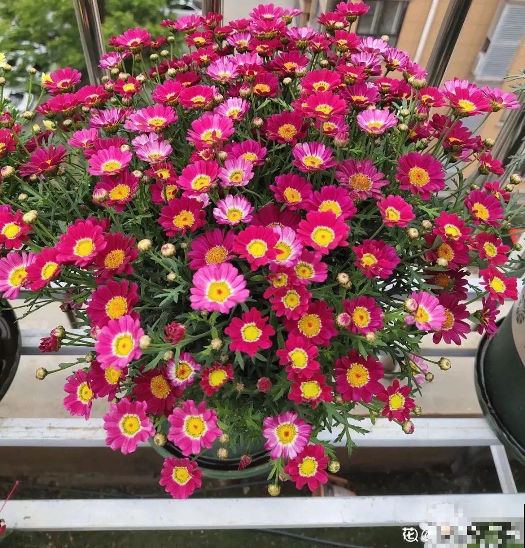 20种花春天开得正盛,花期长、容易爆花,虫害少! 20种花春天开得正盛,花期长、容易爆花,虫害少!