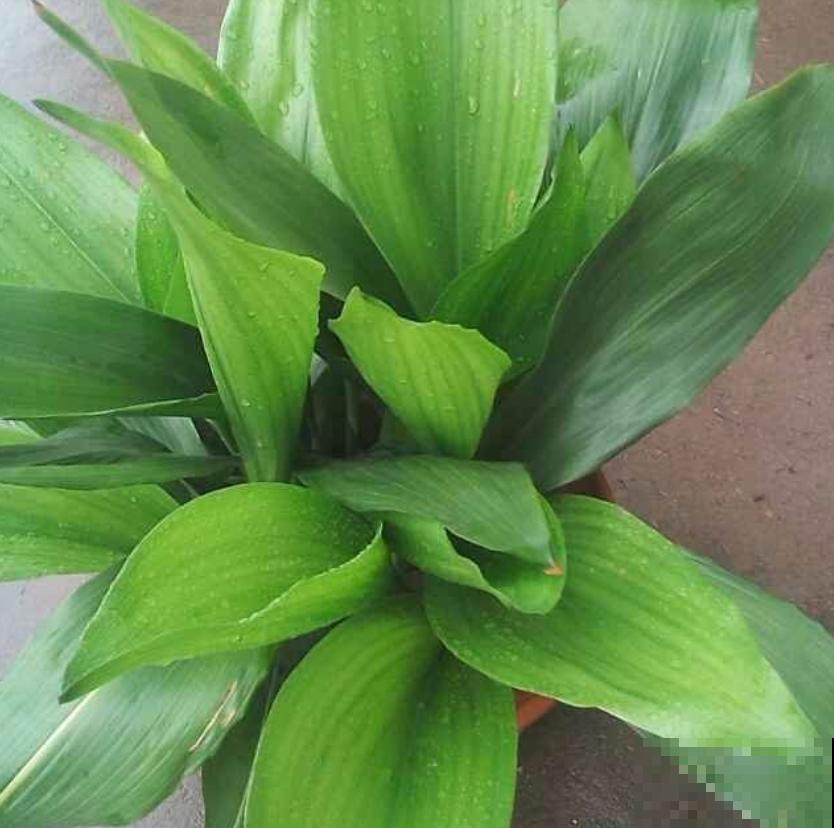 一叶兰耐阴又耐旱,皮实又好养活,注意3点咋养都好! 一叶兰耐阴又耐旱,皮实又好养活,注意3点咋养都好!