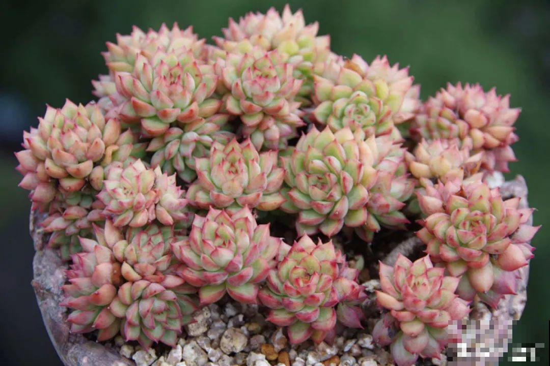 多肉要是养好了，精致得像艺术品，光看就很满足了