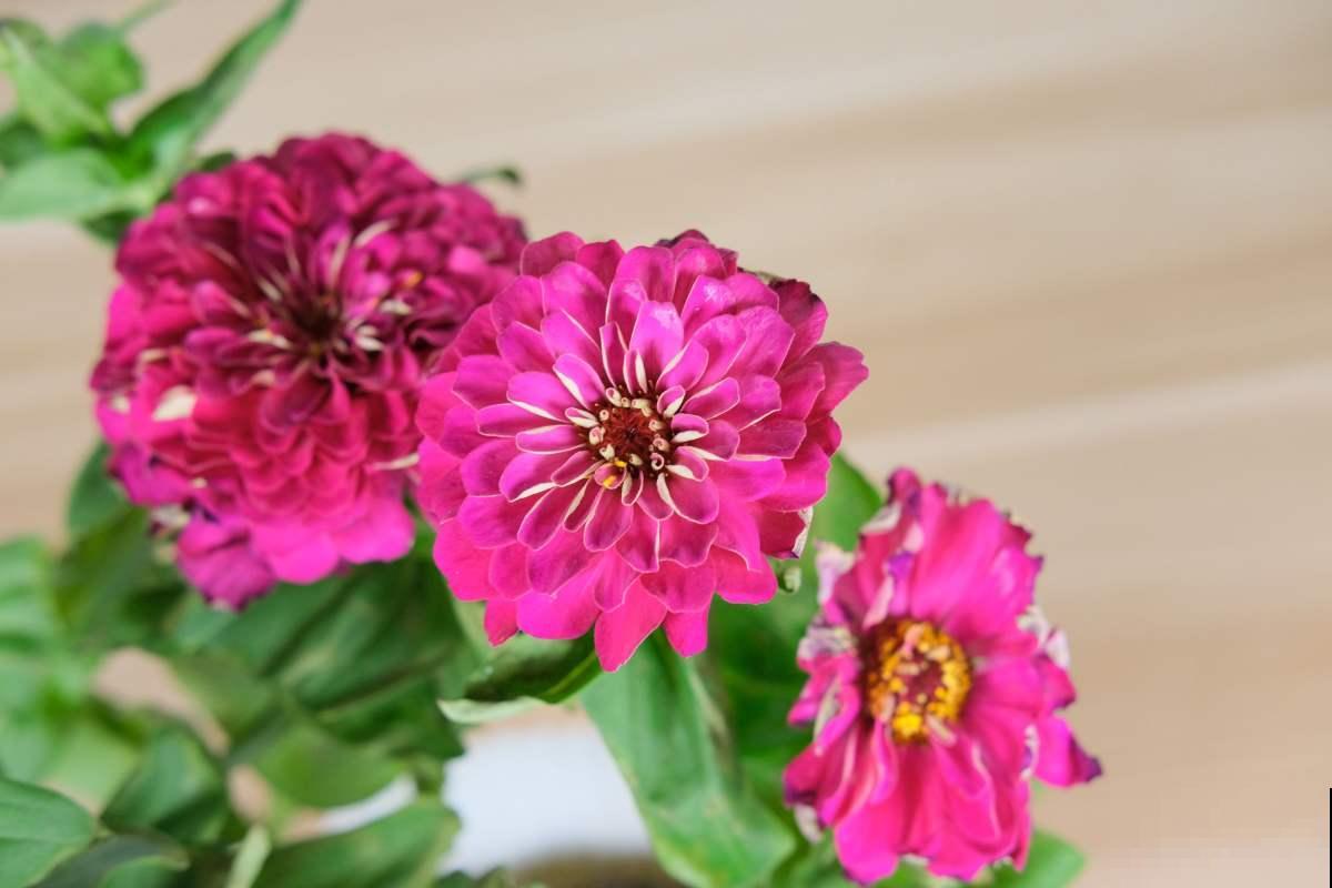 超级美的10种菊花,五彩缤纷,太好看了! 超级美的10种菊花,五彩缤纷,太好看了!