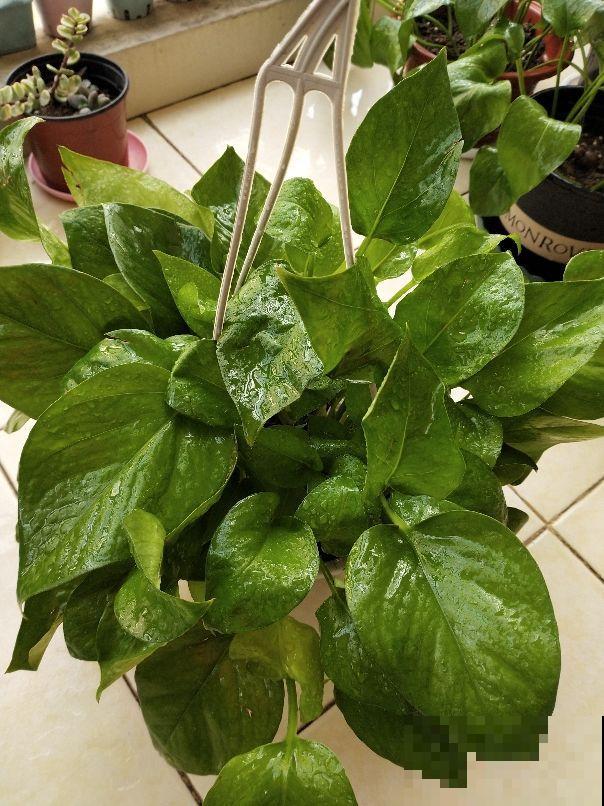 过年植物也要大扫除，经常擦叶子，植物吸收更好