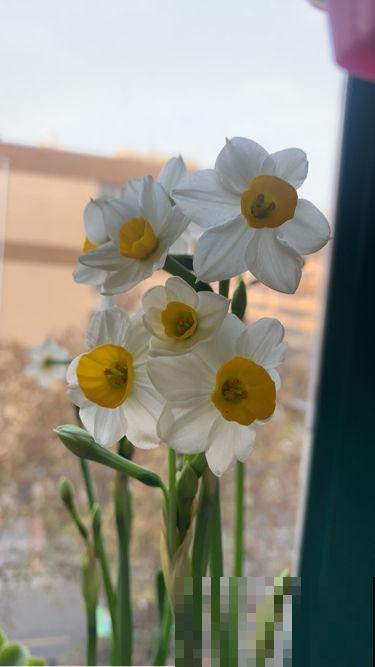 花市因疫情关门，大量花卉滞销，花卉寒冬已到来