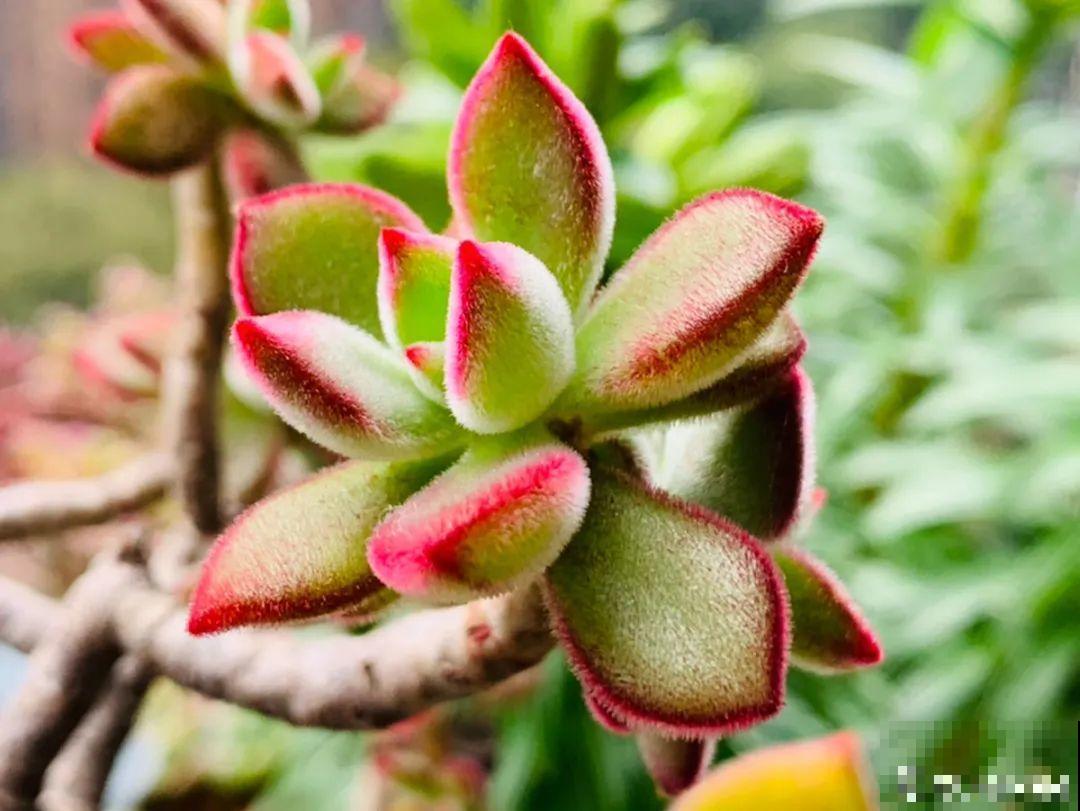 小阳台也能养多肉，一尺一寸，都是繁华！