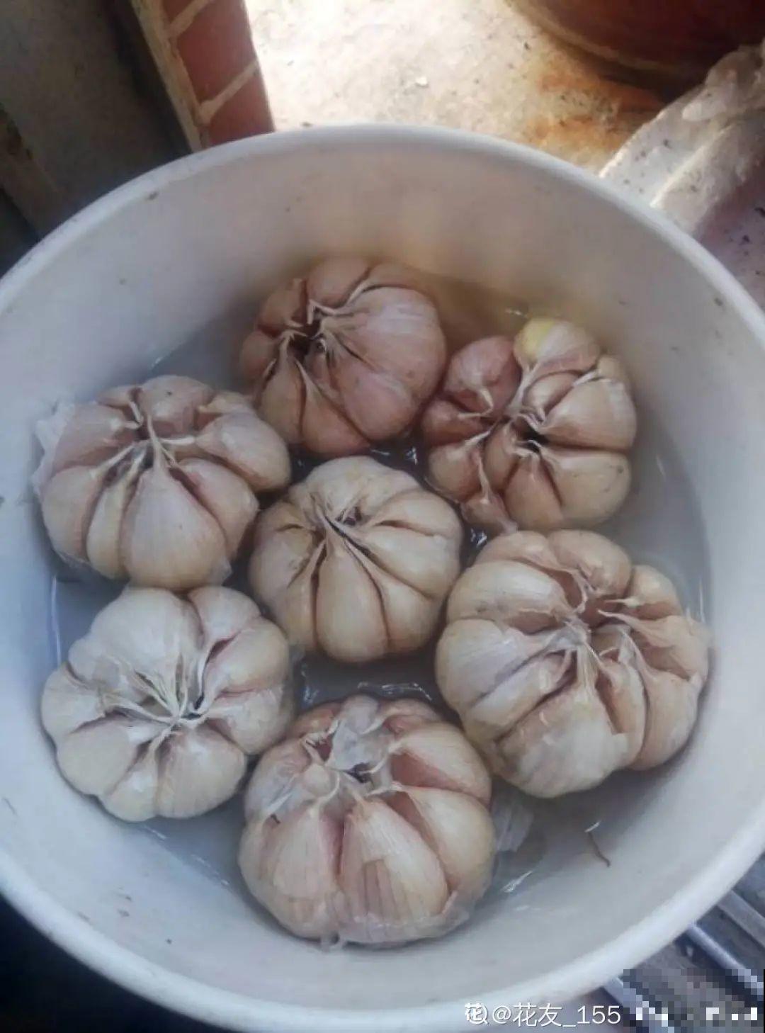 吃完的菜根切下来，埋土里就冒芽，以后不用买菜了！