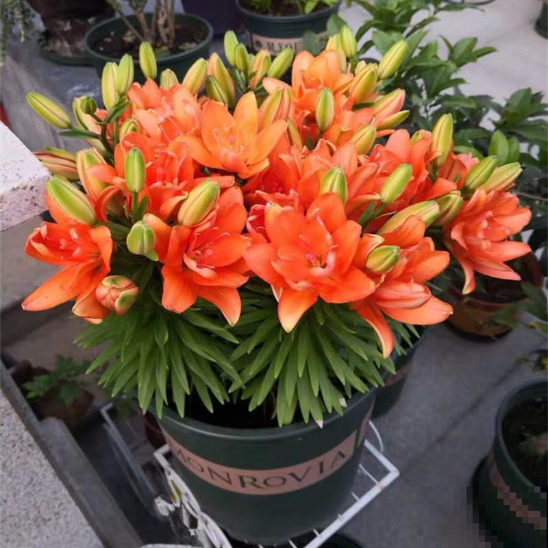 空地上撒把种子,明年春天就发芽,开出大片花海 空地上撒把种子,明年春天就发芽,开出大片花海