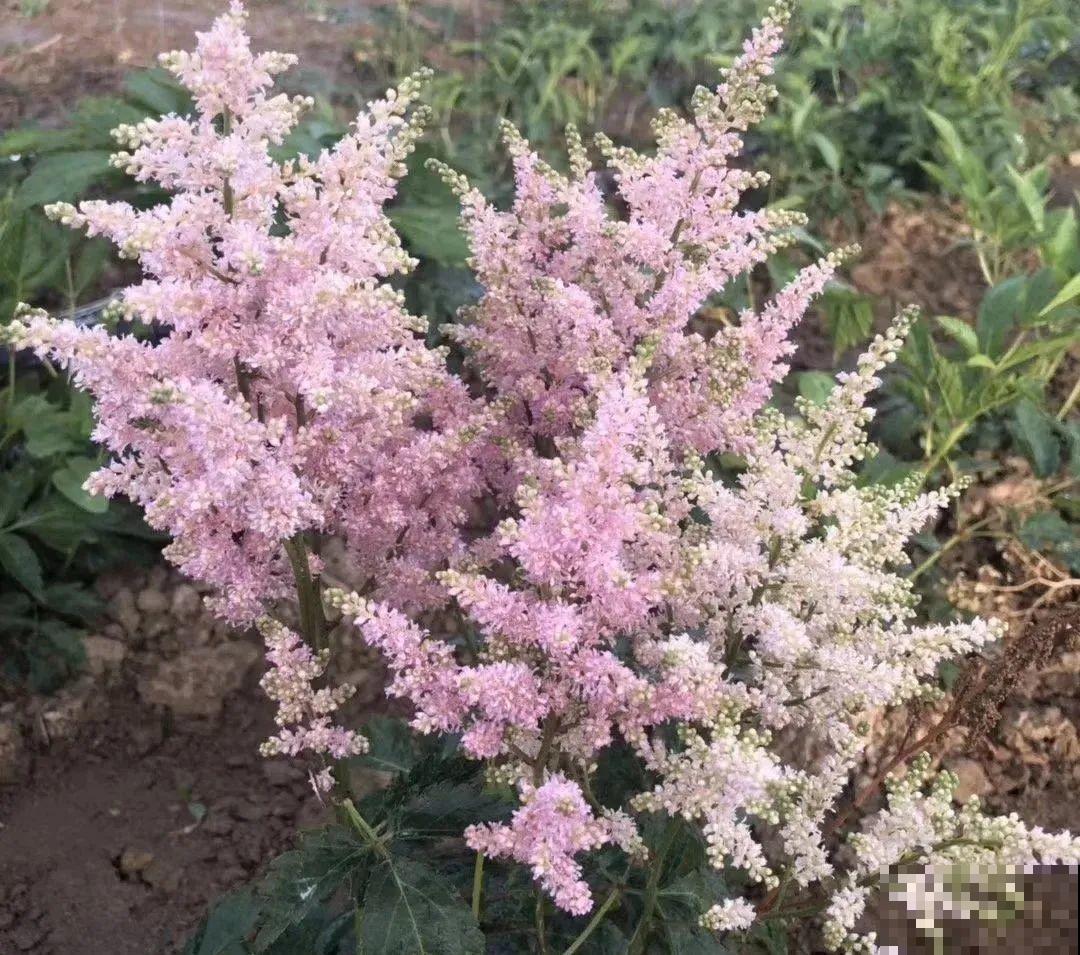 落新妇耐寒又耐阴，颜值高，气质佳，今年最流行！