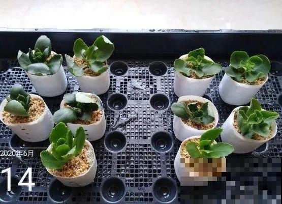 长寿花超全大养护，养爆盆的秘密，全在这里！