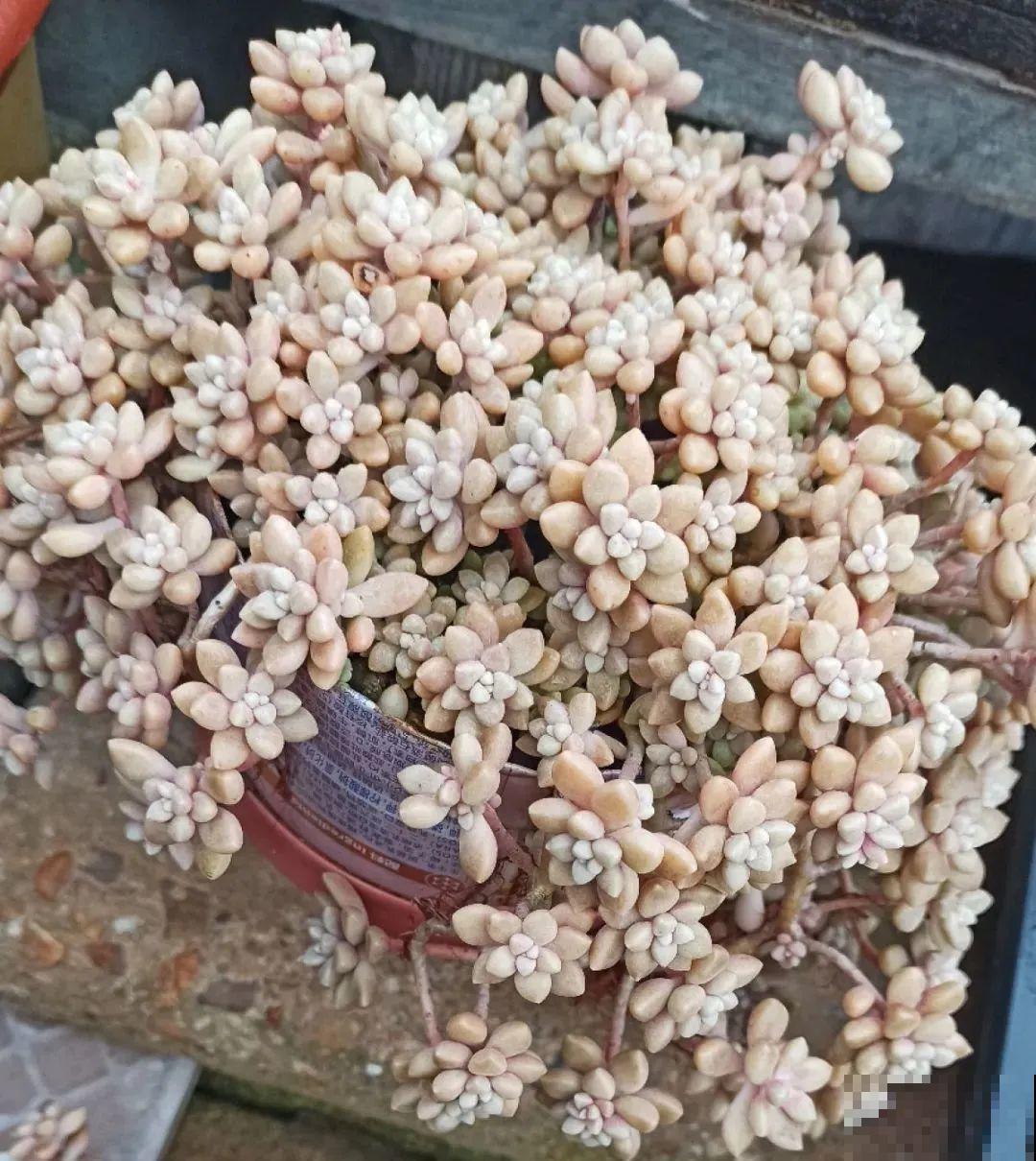 多肉养在大盆里,就是豪横霸气,棵棵大得像白菜 多肉养在大盆里,就是豪横霸气,棵棵大得像白菜