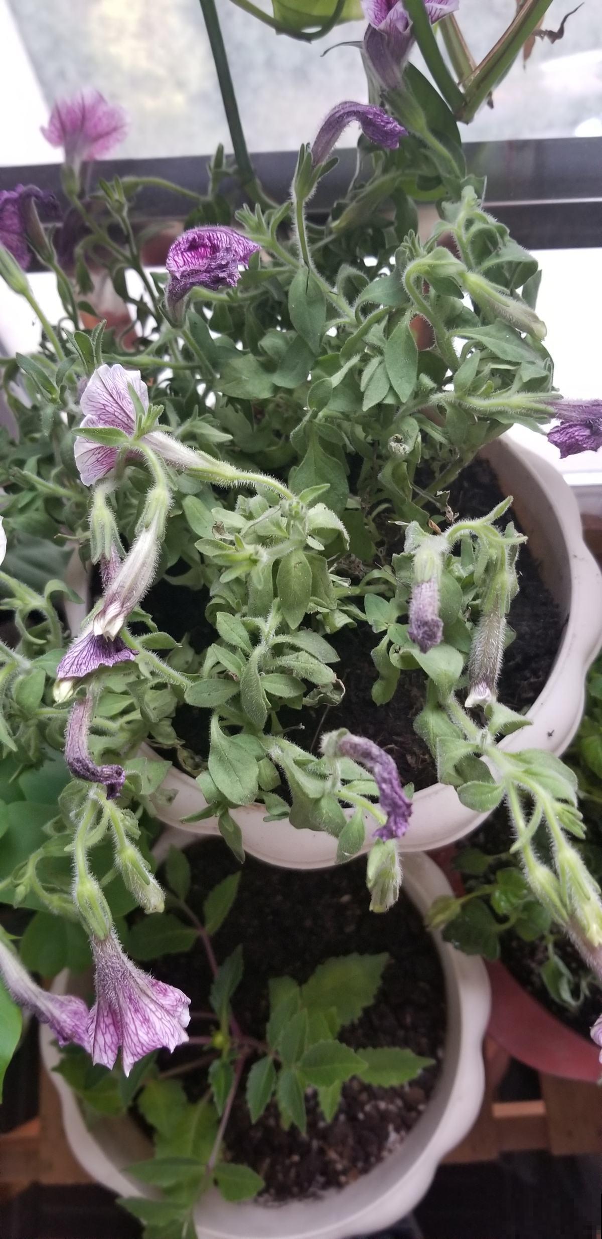 家里的植物发出这几种“信号”,千万别忽视,不然小心烂完! 家里的植物发出这几种“信号”,千万别忽视,不然小心烂完!