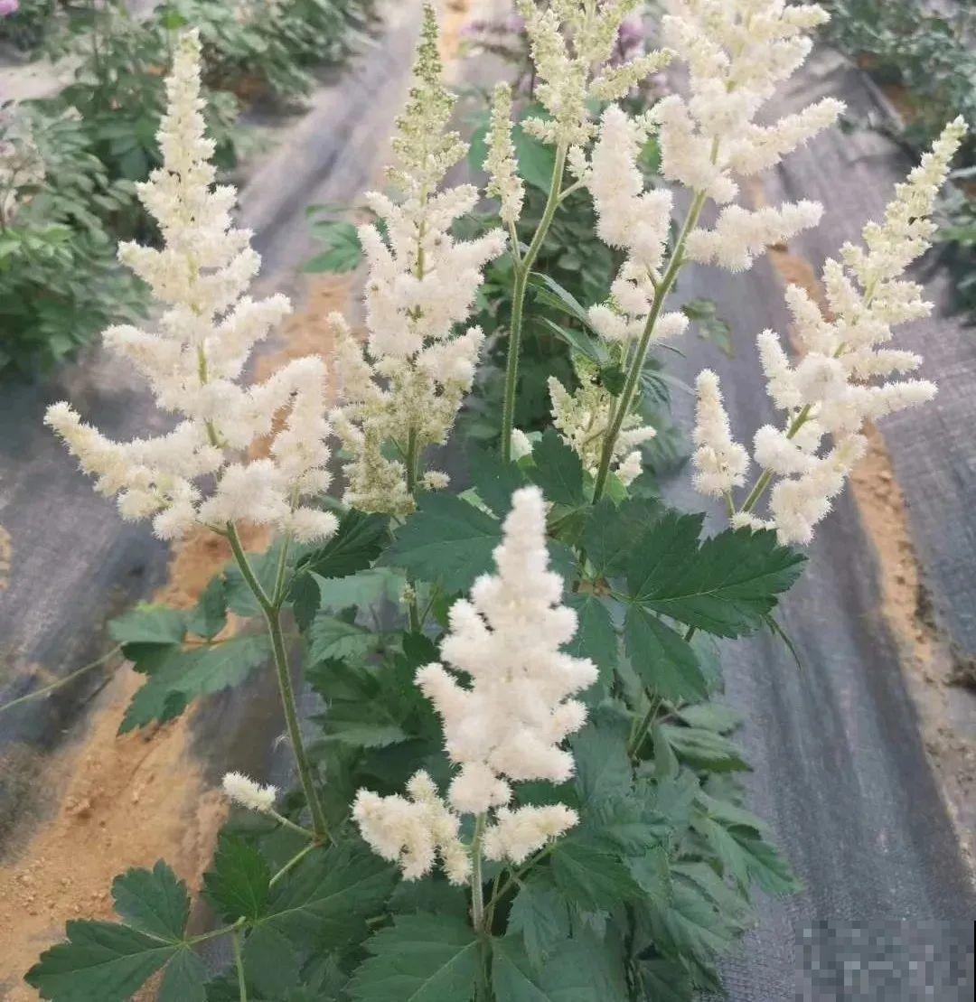 落新妇耐寒又耐阴，颜值高，气质佳，今年最流行！