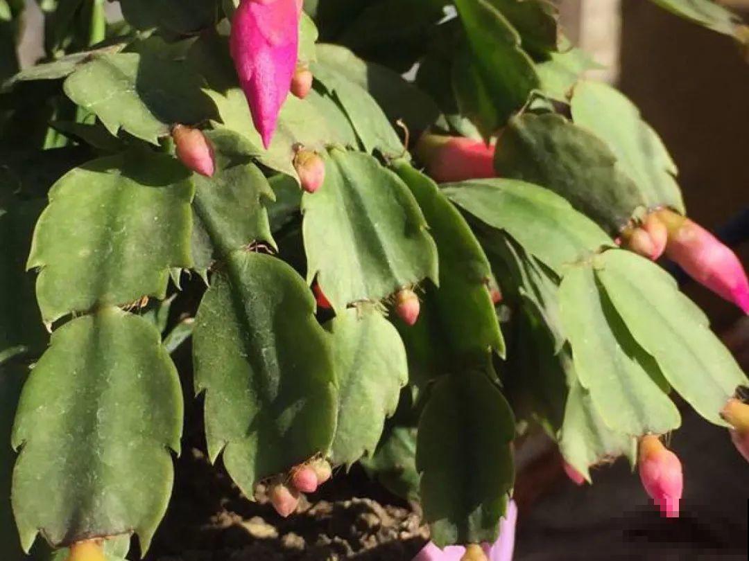 养护蟹爪兰,要注意8个要点,才能开出仙气飘飘花 养护蟹爪兰,要注意8个要点,才能开出仙气飘飘花