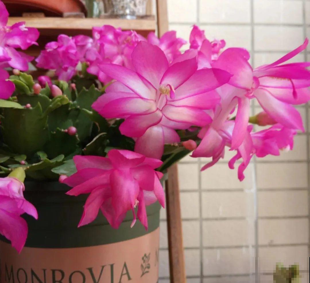 16种高颜值花，冬天耐寒不娇气，新手也能养爆盆