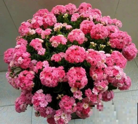 上万块的蟹爪兰，开花像烟花，养过的人不多