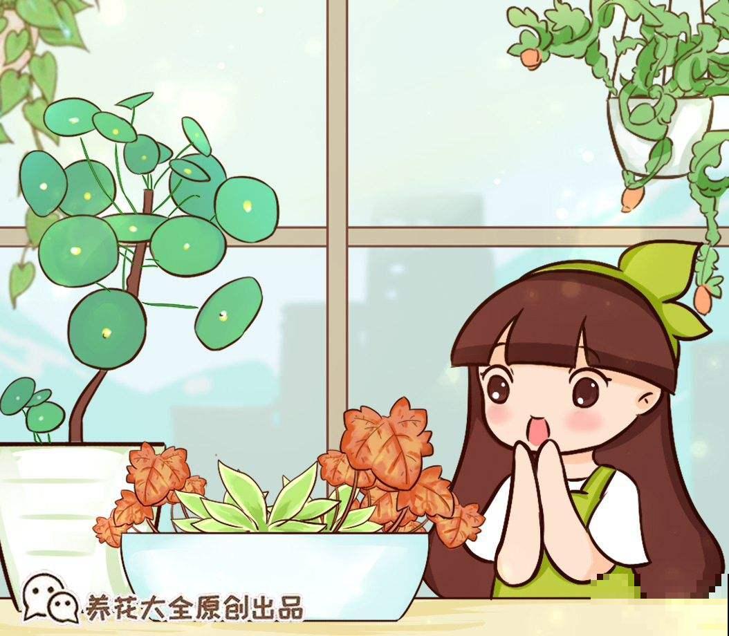 “网红”盆栽镜面草，冬天这样养护，叶子又大又圆！