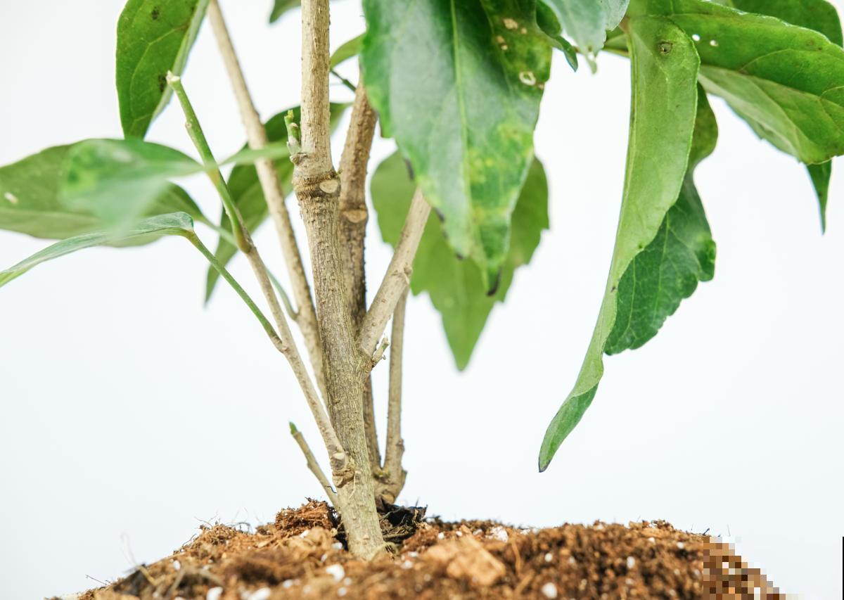 扶桑花开花很容易，只要合理养护，冬天也能开花！