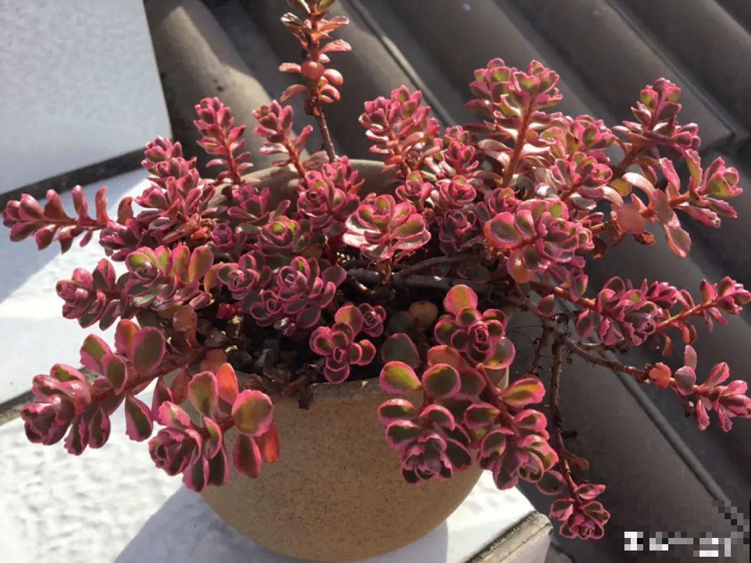 多肉要是养好了，精致得像艺术品，光看就很满足了