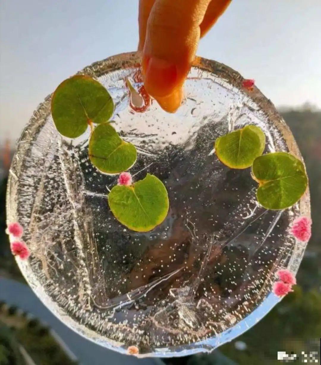 水里摆上花朵，室外冻一冻，简直美翻了！