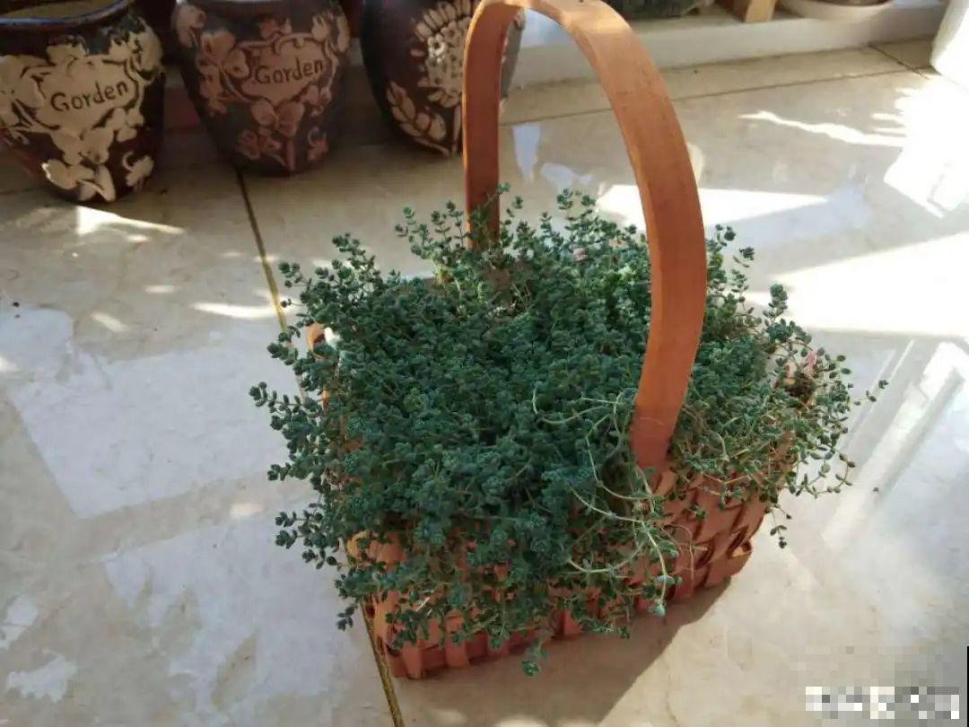 10个养花偏方,一般人我不告诉他,养花太好用 10个养花偏方,一般人我不告诉他,养花太好用