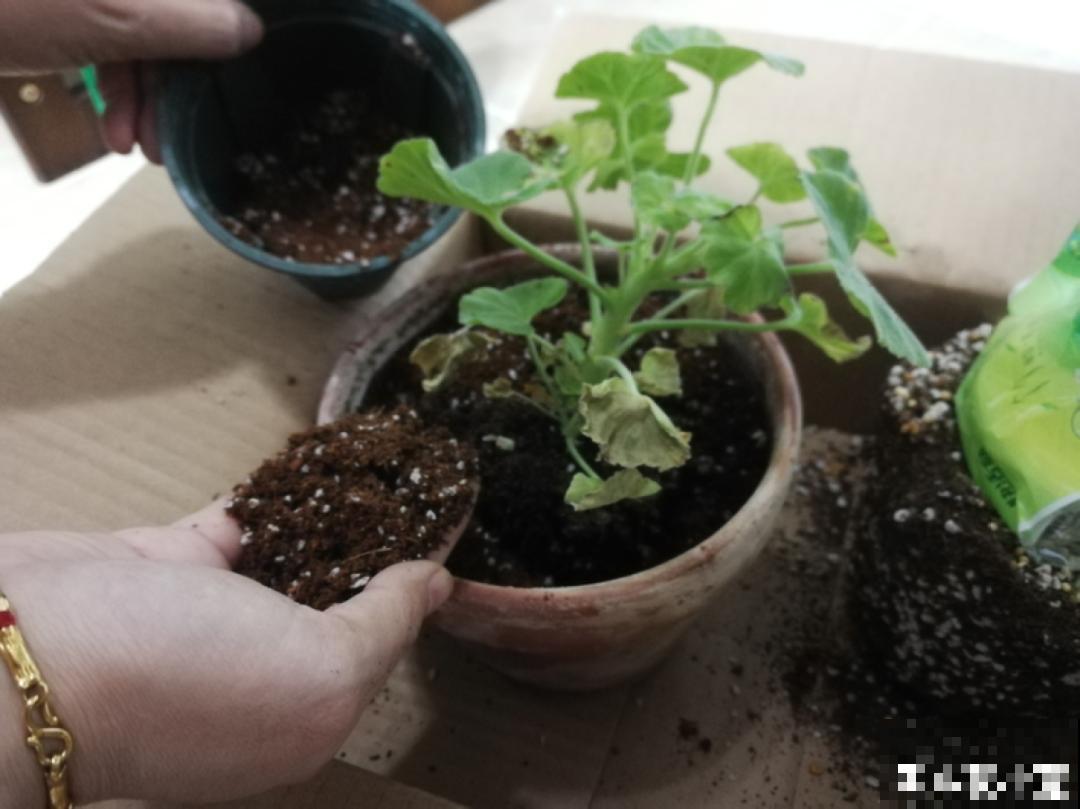 管住手！这几样事少做，花才能安稳过冬！