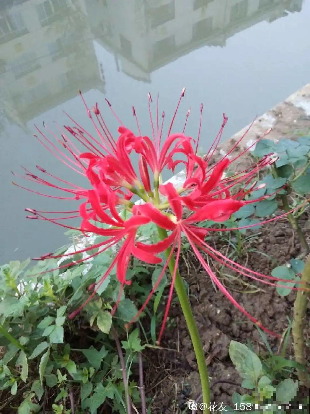 花长得像蔬菜，那也不能吃，有毒的！