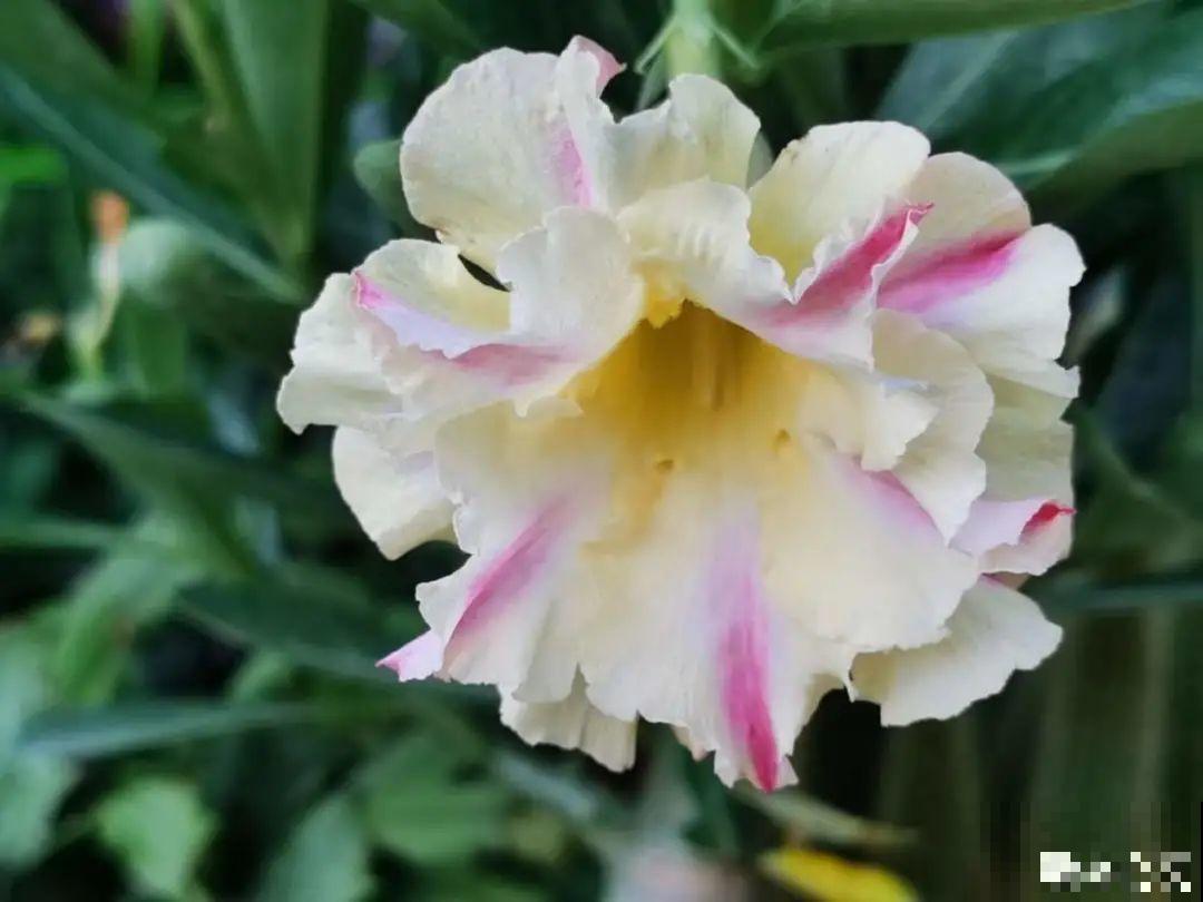 5度以下,常见的21种花必须断水,不然都烂根了 5度以下,常见的21种花必须断水,不然都烂根了