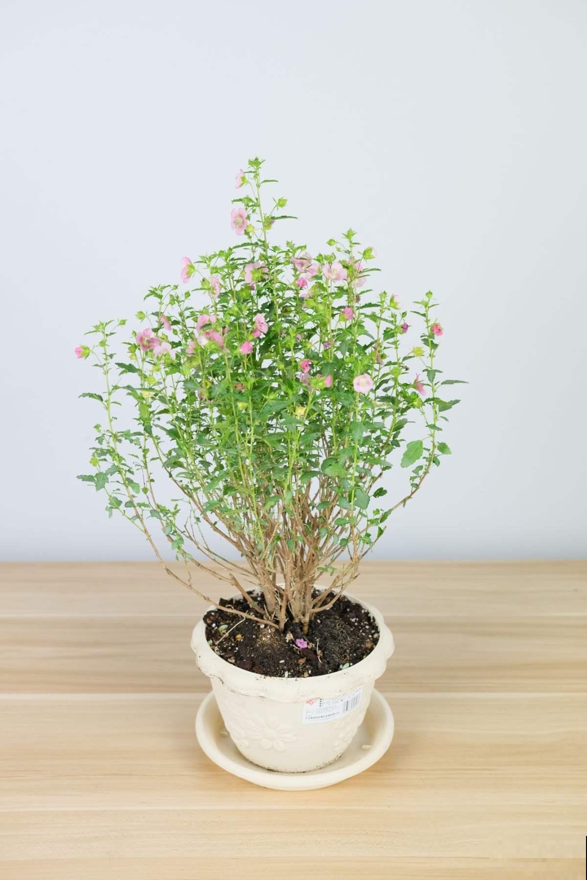 小木槿也是“开花机器”,4个细节把握好,平安过冬没压力! 小木槿也是“开花机器”,4个细节把握好,平安过冬没压力!