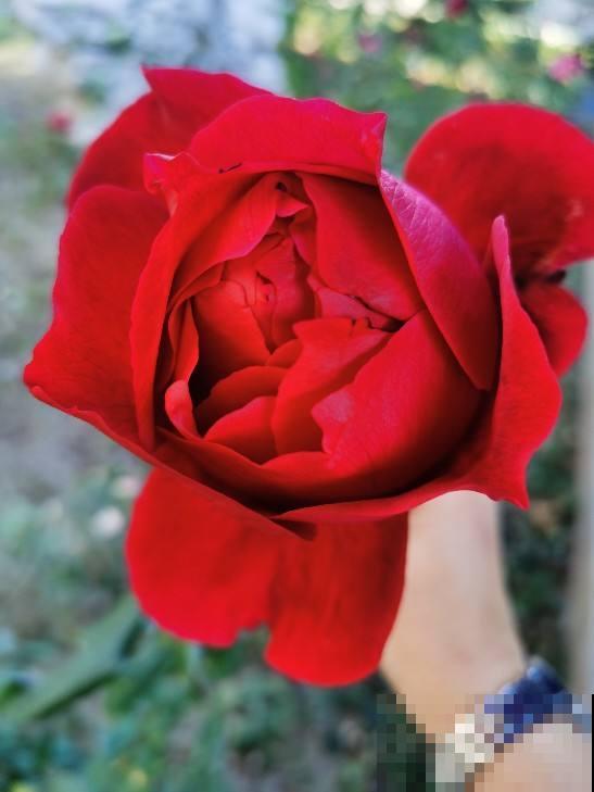 家里的大院子不能浪费,养点花种点菜,日子真舒坦 家里的大院子不能浪费,养点花种点菜,日子真舒坦