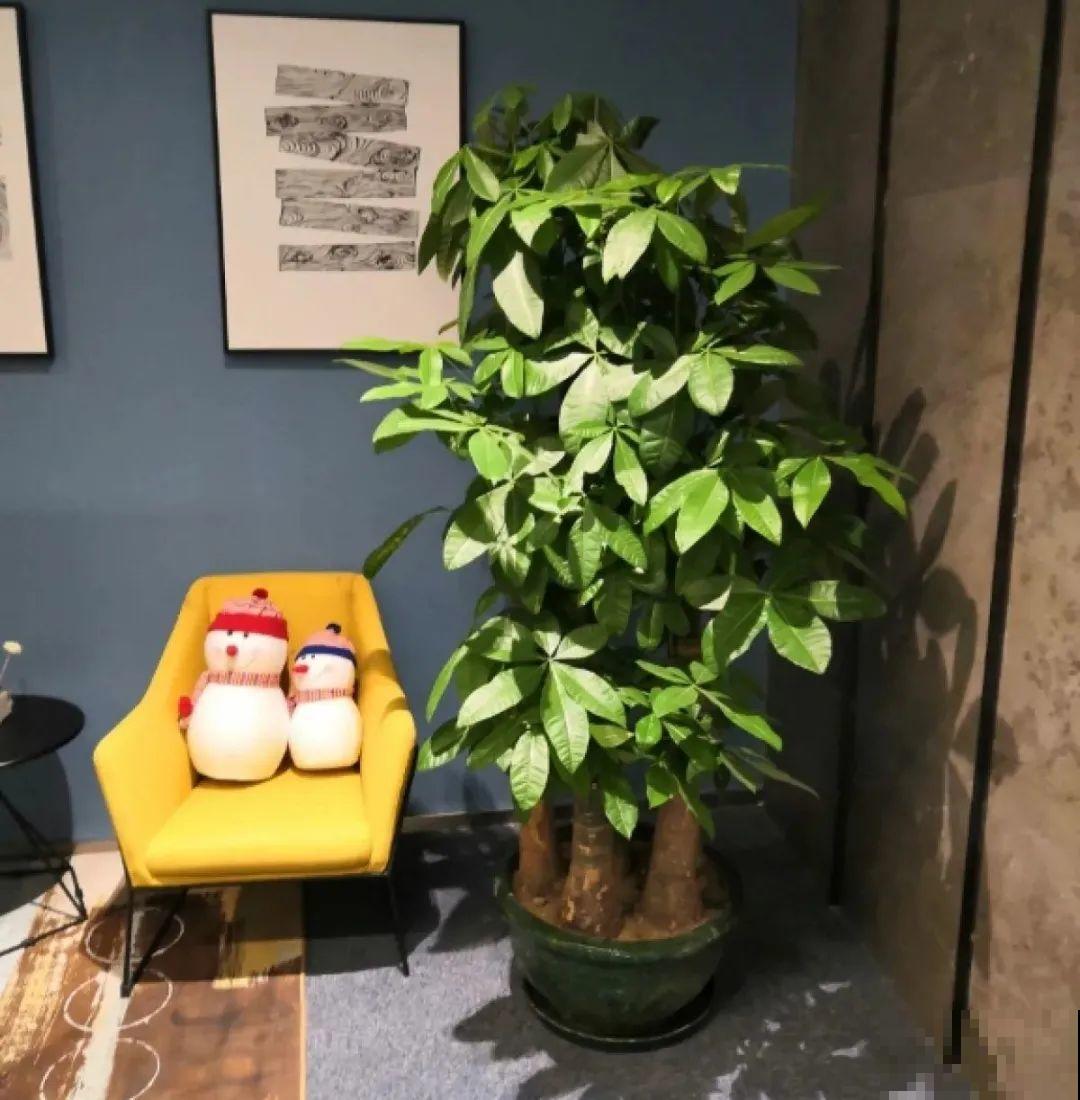 5度以下,常见的21种花必须断水,不然都烂根了 5度以下,常见的21种花必须断水,不然都烂根了