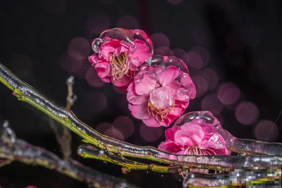 水里摆上花朵，室外冻一冻，简直美翻了！