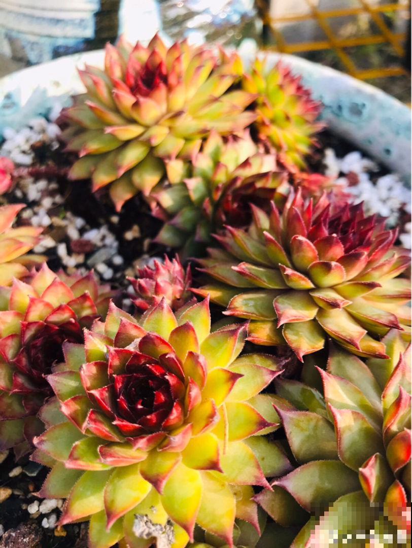 多肉冬天冻一冻，颜色就变成了调色盘，好看极了！