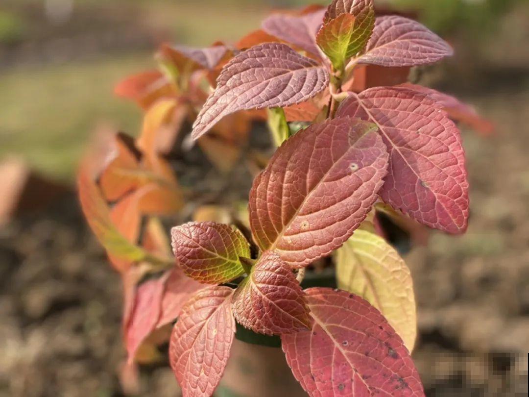 家里有这9种花,一定要冻一个月,才能开花更好看 家里有这9种花,一定要冻一个月,才能开花更好看