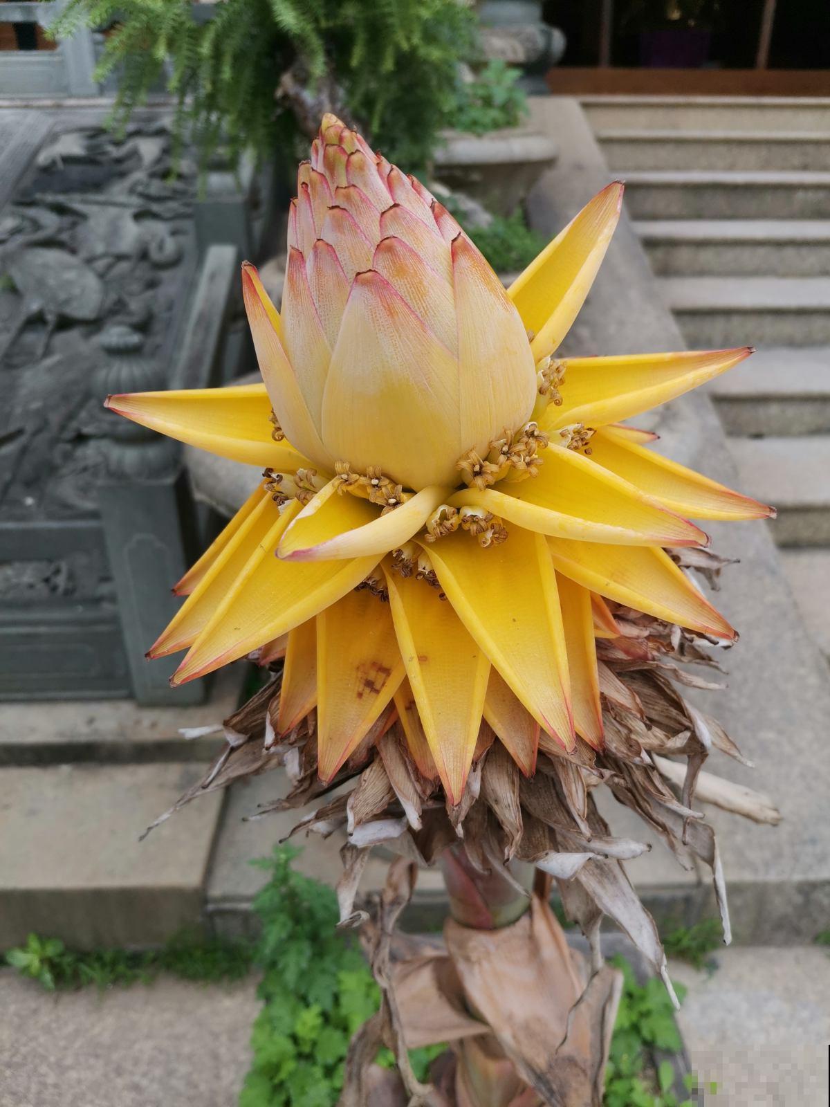 4种花超霸气，院子里养一种，开花气质独特