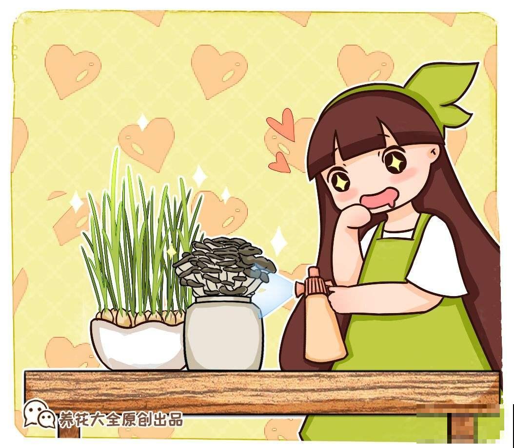 在家种两种菜，现在种过年正好能吃，栽种难度不大还省钱