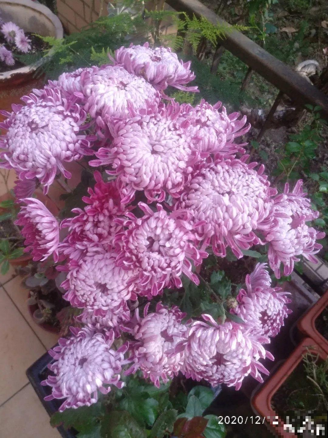 不同的花有不同的性格,你养的花,代表你是什么样的人? 不同的花有不同的性格,你养的花,代表你是什么样的人?