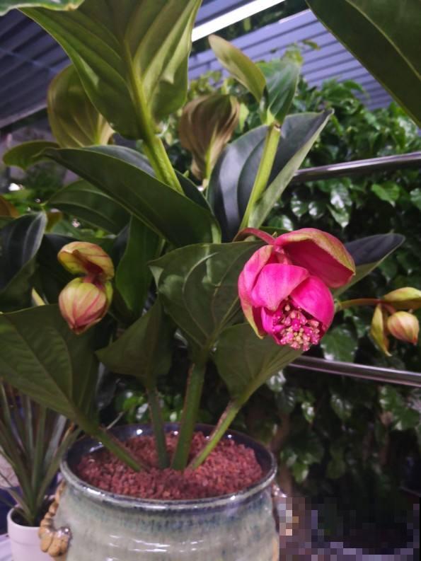 养护宝莲花，记住5个养护技巧，高档又有格调！