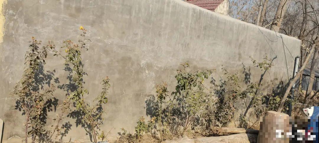 月季12个月计划表，按照这个养，大花墙不是梦！