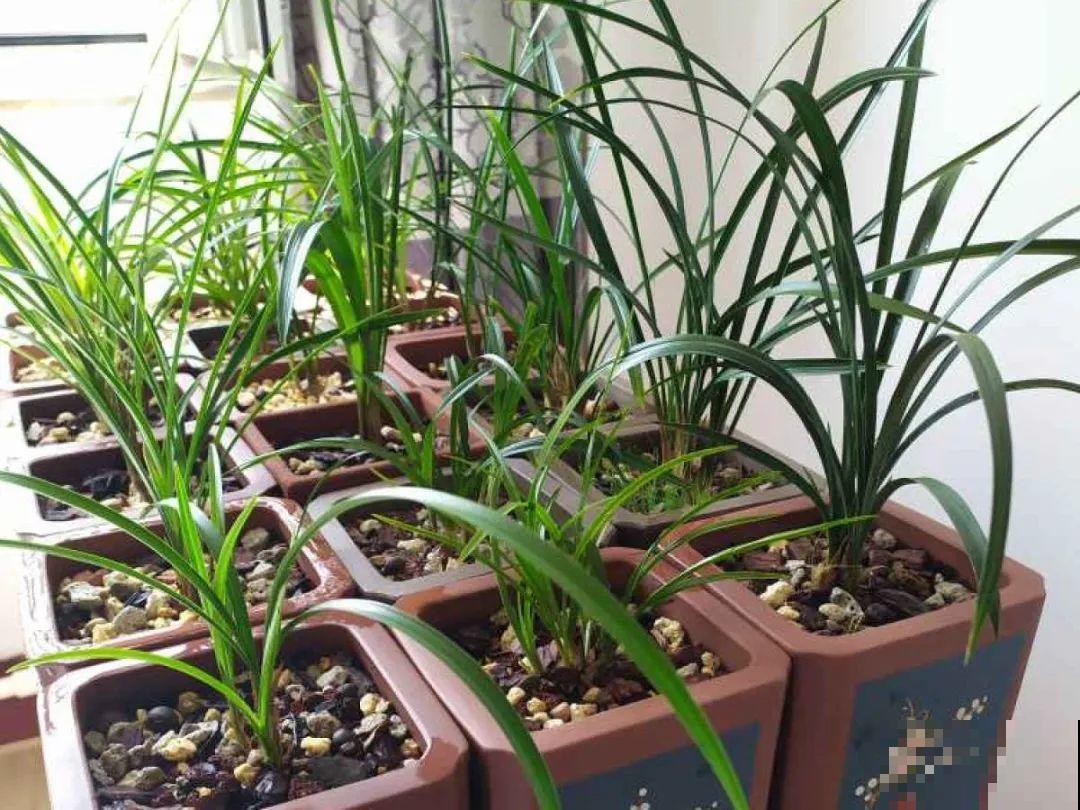 光照不好不要紧，浴霸照一照，花开爆盆！