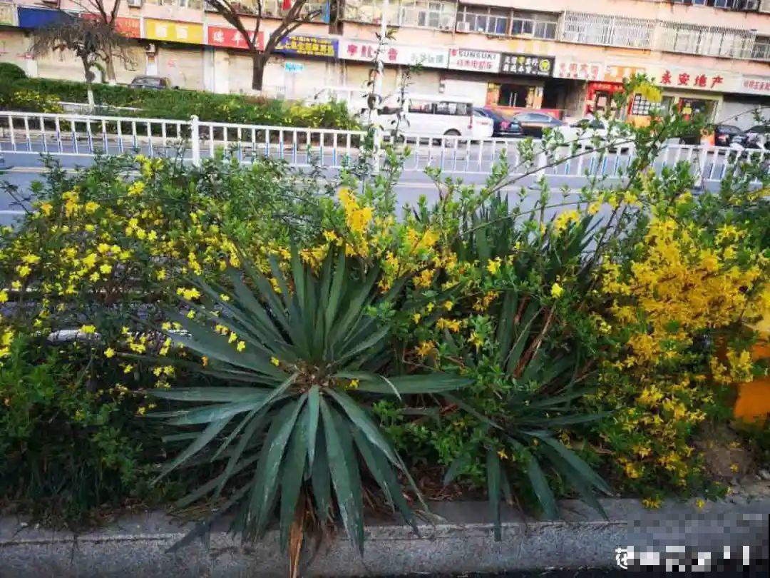 16种花，能养成传家宝，养个几十年没问题