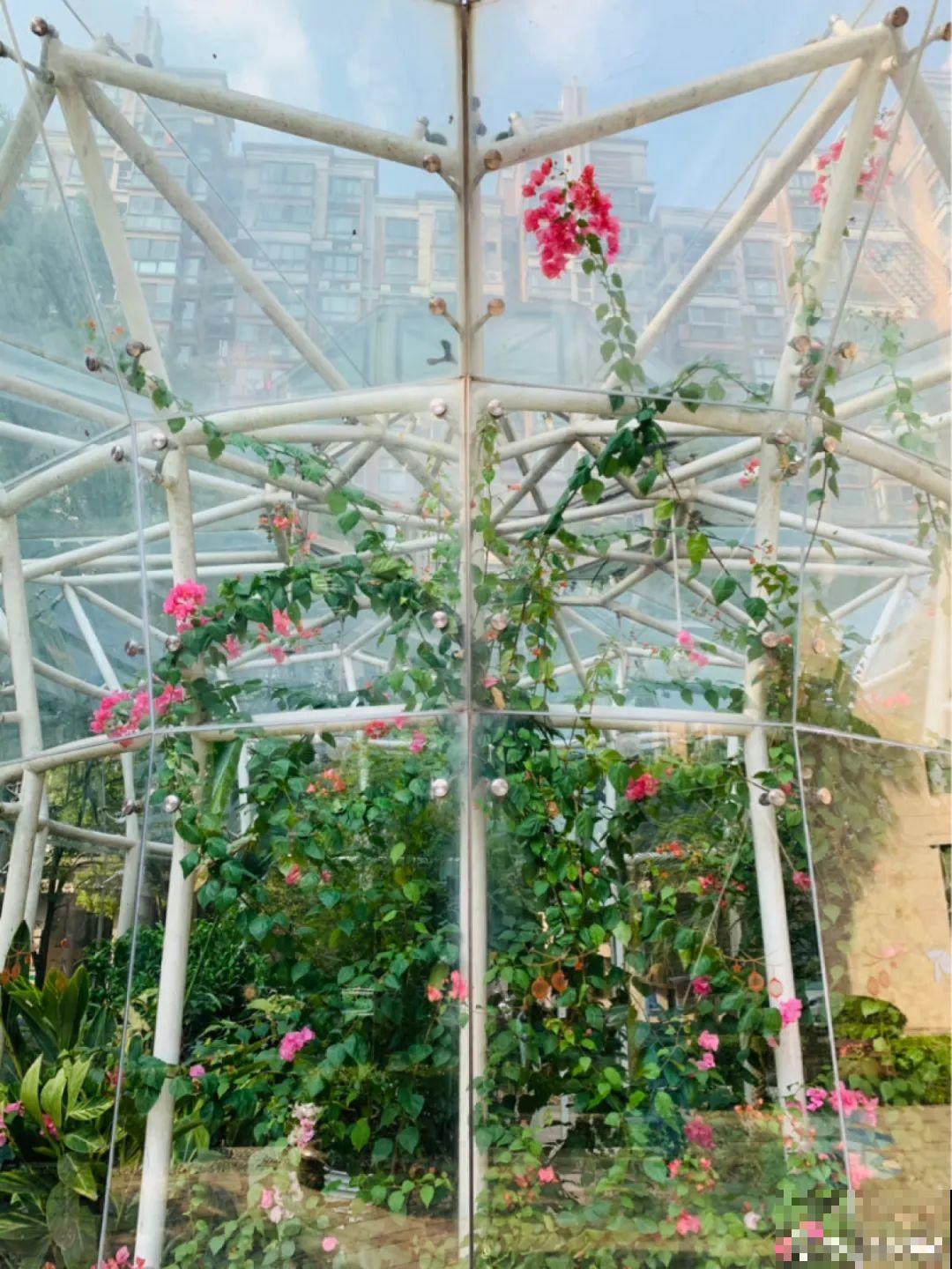 冬天太冷，花要及时保暖，才能安全越冬