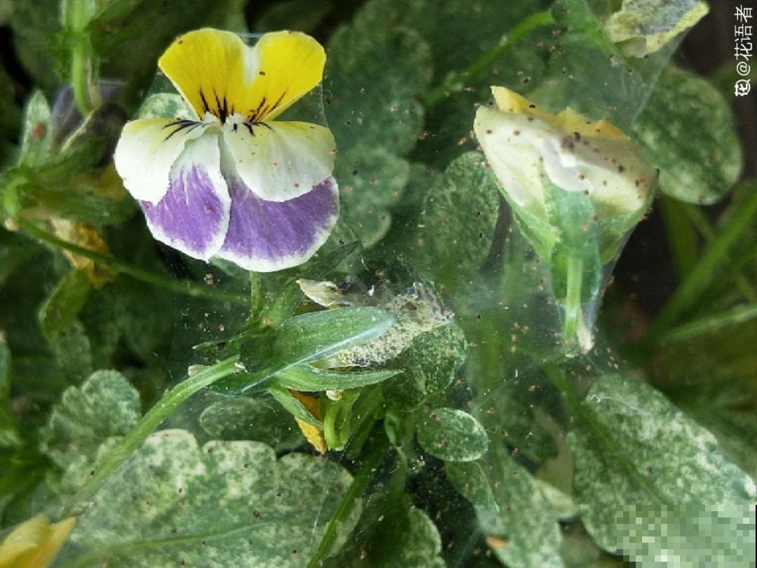 惊蛰之后，小虫乱飞，教你16种杀虫方法