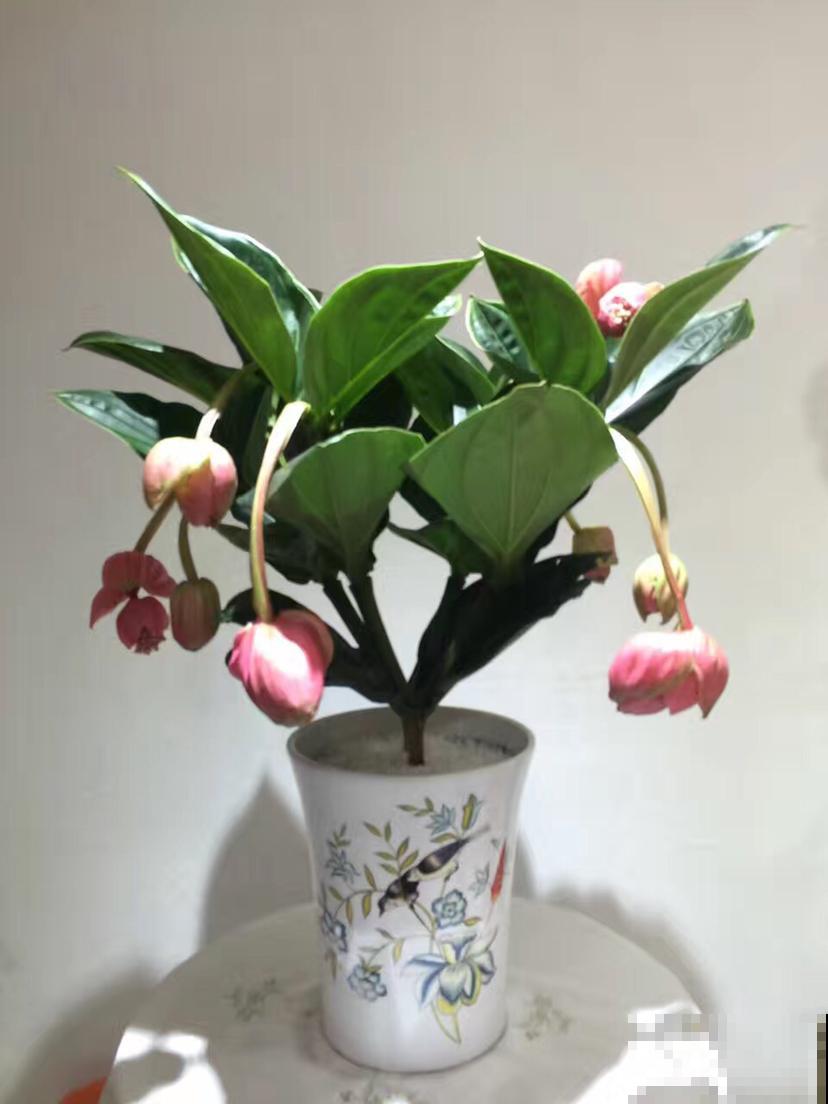 养护宝莲花，记住5个养护技巧，高档又有格调！