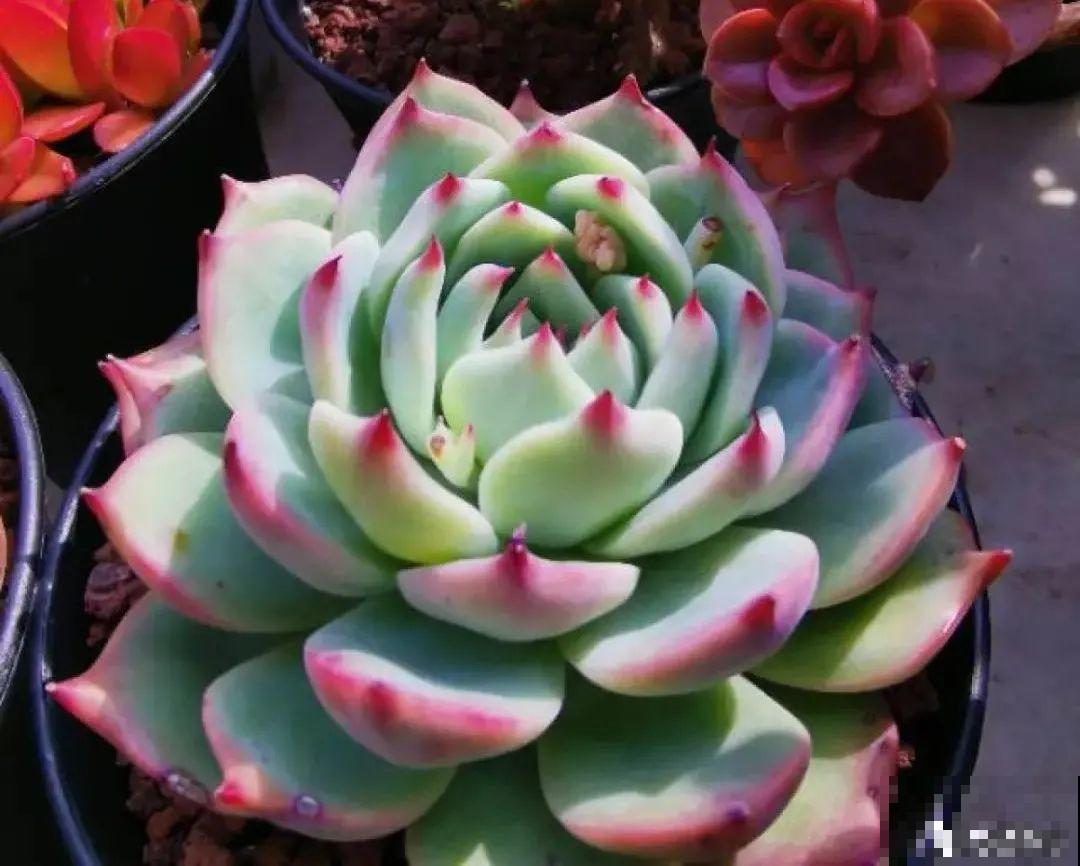 快过年了，肉崽子们都红火起来，陪我一起过节！