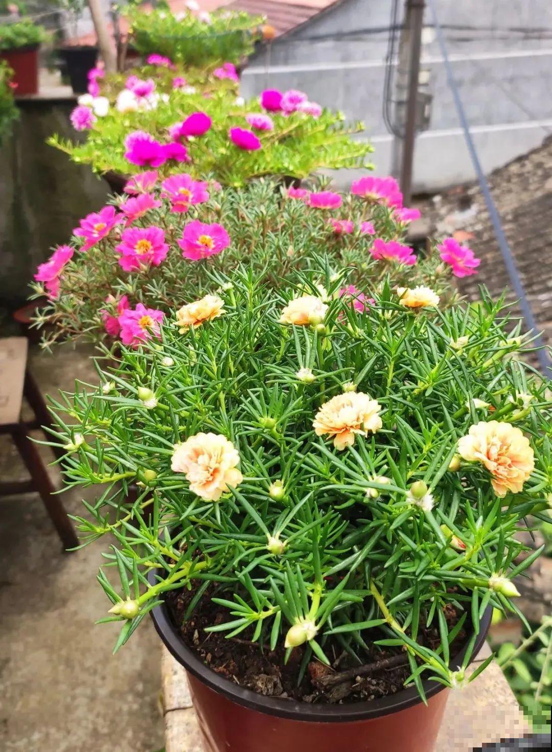 20种花春天开得正盛,花期长、容易爆花,虫害少! 20种花春天开得正盛,花期长、容易爆花,虫害少!